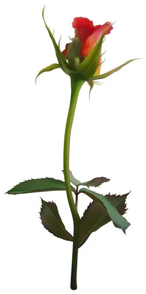 Rose Flower Bud — Stock Vector