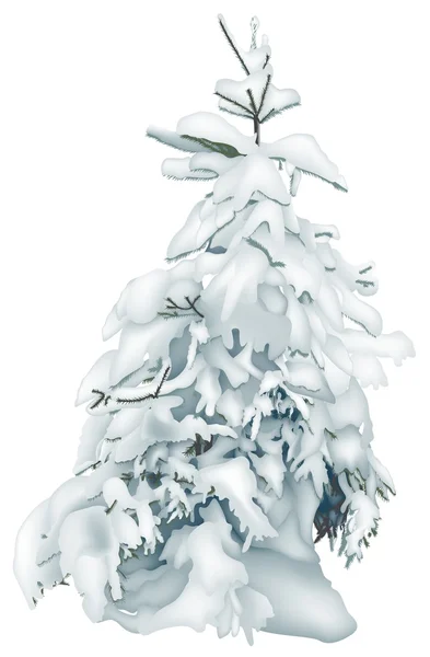 Snowy Coniferous Tree — Stock Vector