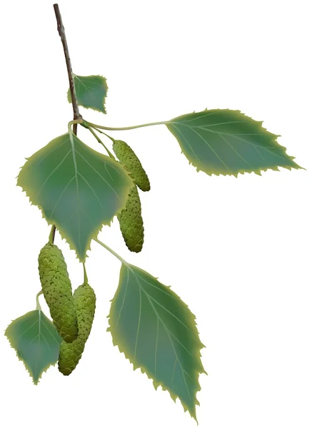 Branche de bouleau — Image vectorielle