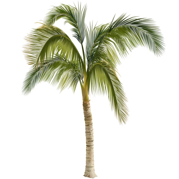 100,000 Palm Tree Vector Images | Depositphotos