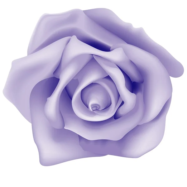 Fialová růže — Stockový vektor