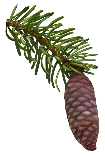 Pine Cone — Stock Vector