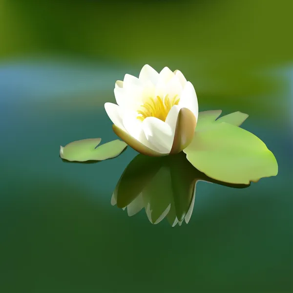Цветок белого лотоса — стоковый вектор