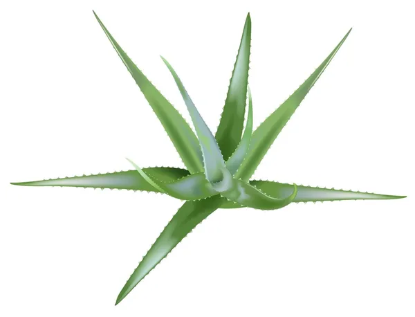 Aloe vera — Vector de stock