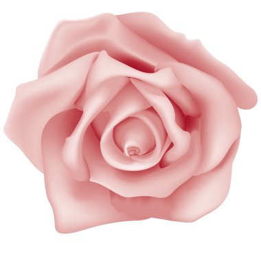 Pink Rose clipart