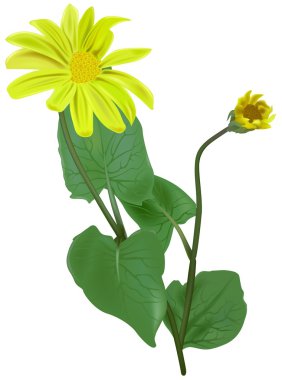 Arnica clipart