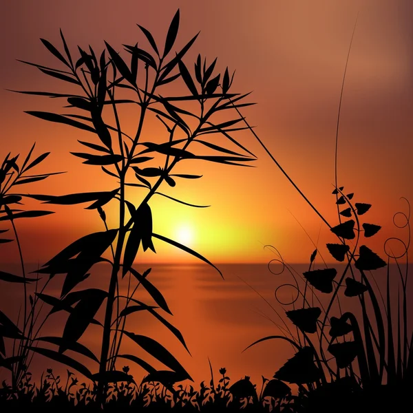 日落和植物剪影 — 图库矢量图片