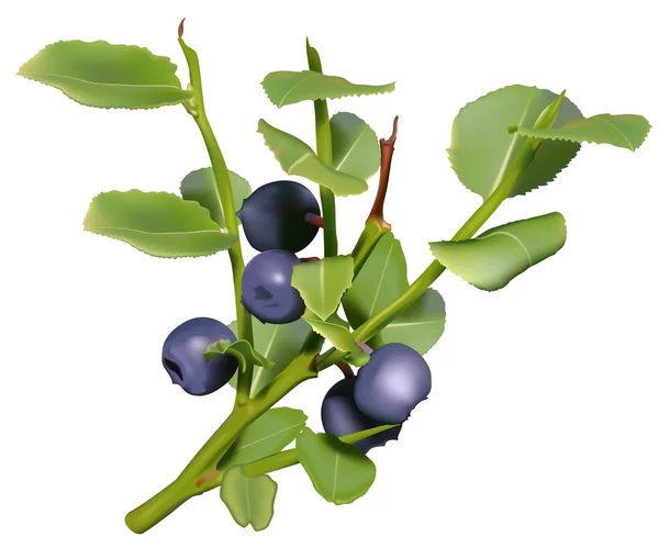 Blueberry — Stock Vector