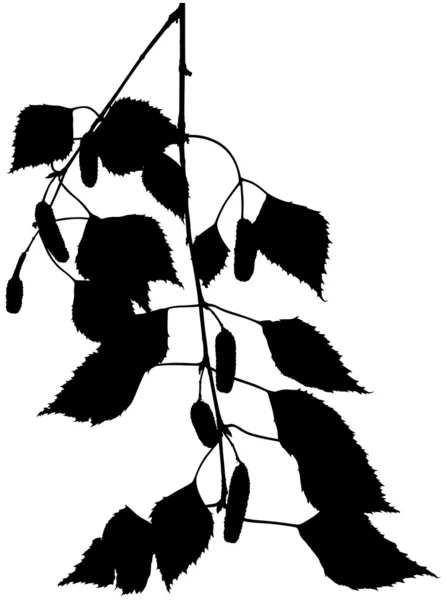 Branche de bouleau — Image vectorielle