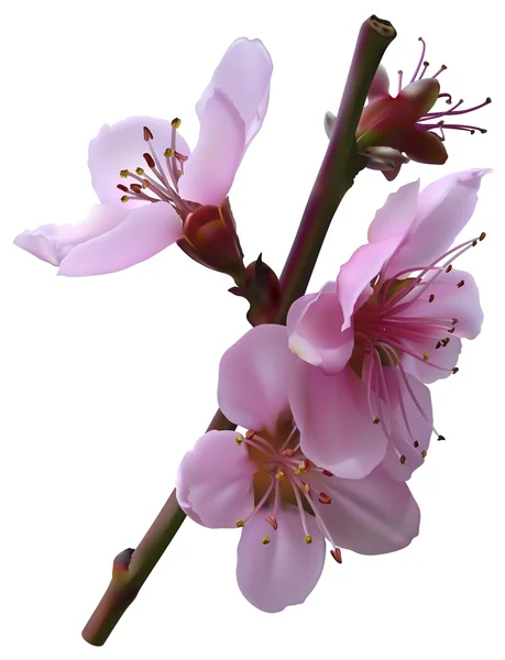 Flores de cerejeira — Vetor de Stock