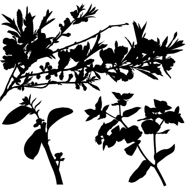 Branches d'arbustes — Image vectorielle