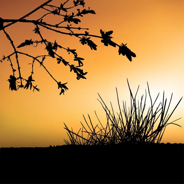 Sonnenuntergang und Strauchsilhouette — Stockvektor