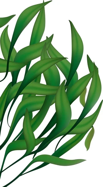 Feuilles longues vertes — Image vectorielle