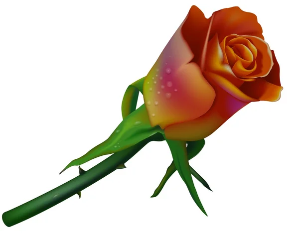 Matrimonio colorato Rose — Vettoriale Stock