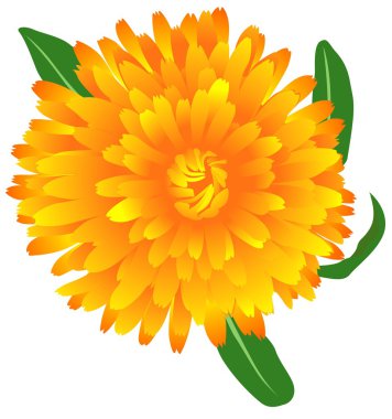 Marigold clipart