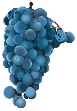 Blue Grape clipart