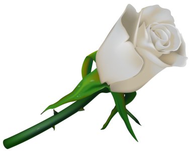 White Wedding Rose clipart