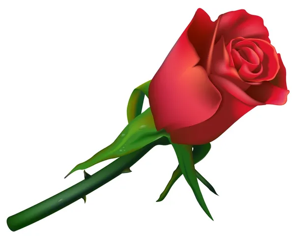 Red Wedding Rose — Stock Vector