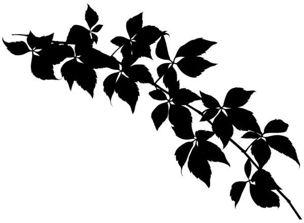 葉のある分枝 — ストックベクタ