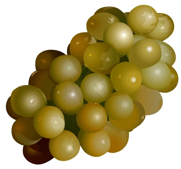 Zielony winogron — Wektor stockowy