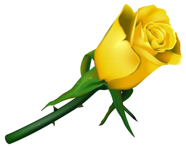 Желтая свадебная роза — стоковый вектор