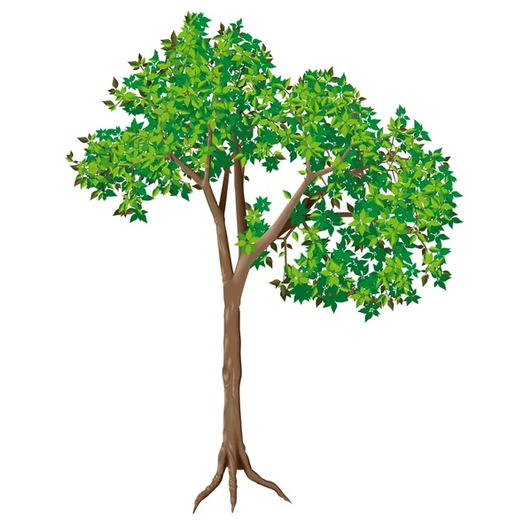 Árbol caducifolio — Vector de stock