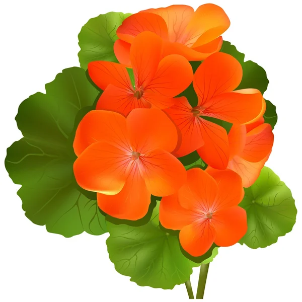 Geranium květ — Stockový vektor