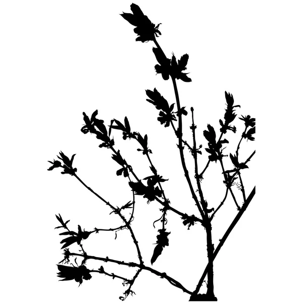 Branche arbuste — Image vectorielle