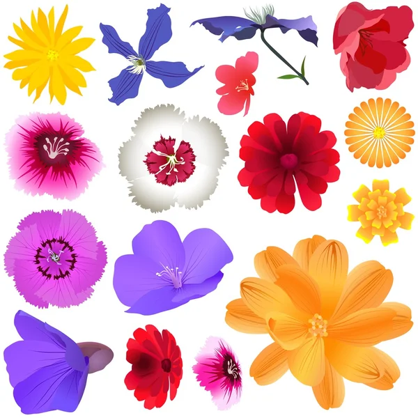 stock vector Garden Flowers