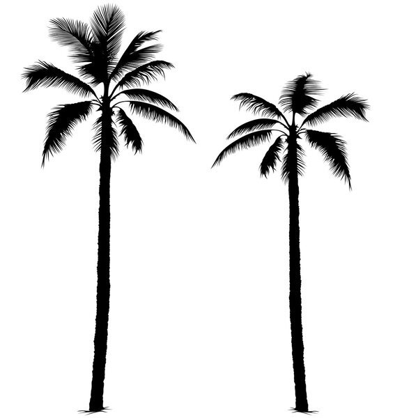 Palm Tree — Stock Vector