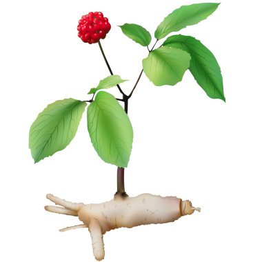 Ginseng clipart