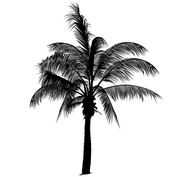 Palmiye ağacı — Stok Vektör