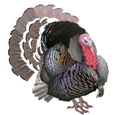 Turkey clipart