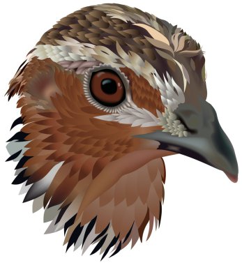 Bayağı bıldırcın