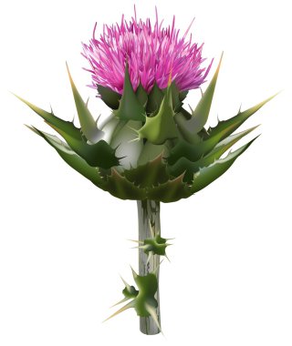 süt thistle
