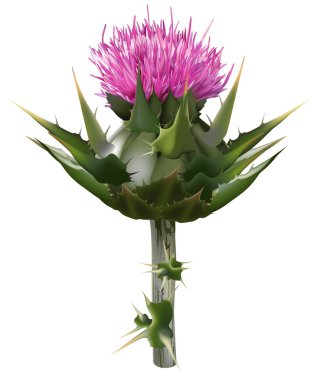 Milk thistle clipart