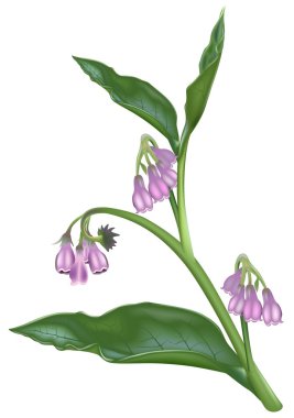 Comfrey.