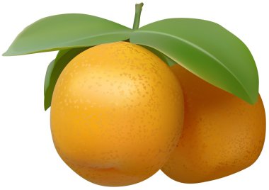 Tangerines clipart