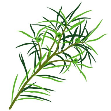 Tea Tree clipart