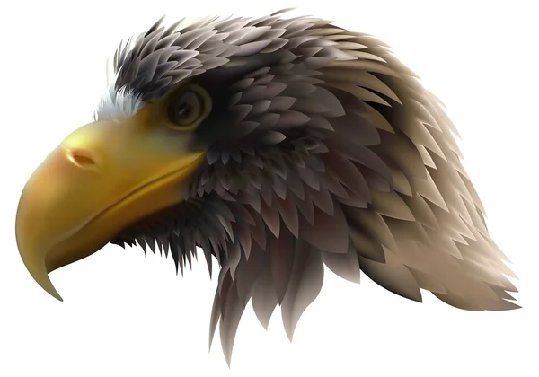 Águila marina — Archivo Imágenes Vectoriales