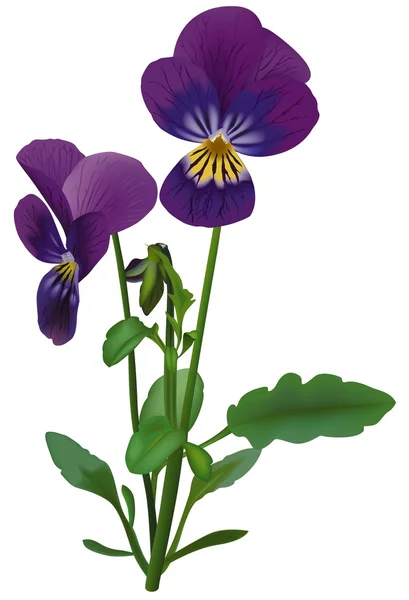Viola — Vector de stock