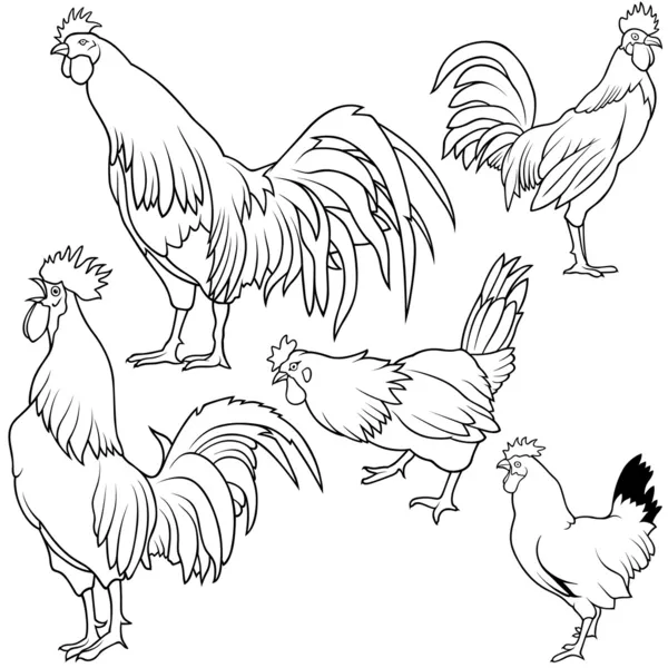 Rooster Collection — Stock Vector
