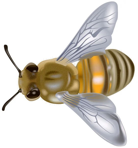 Honeybee — Stock Vector