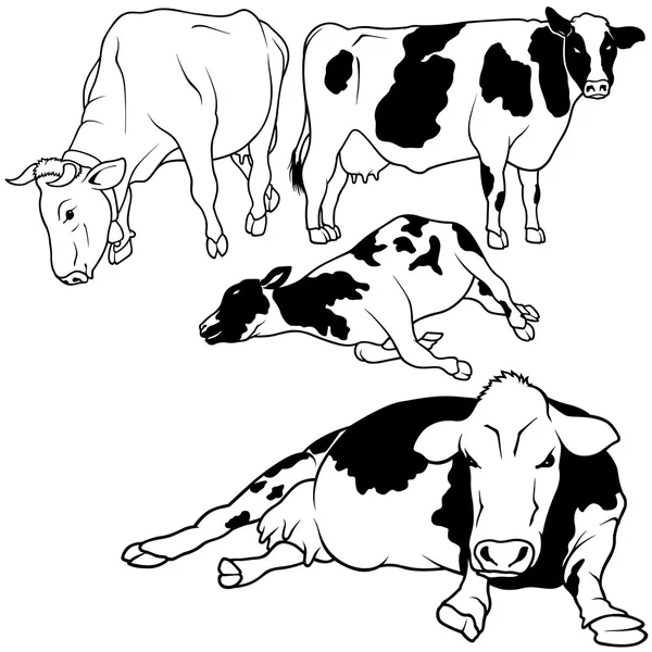 Recogida de vacas — Archivo Imágenes Vectoriales