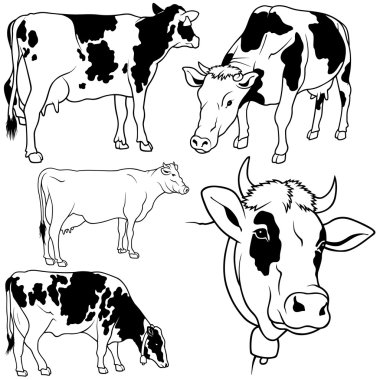 Cow Collection clipart