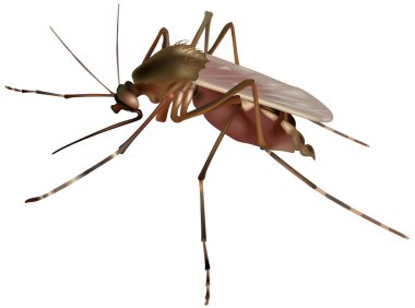 Mosquito clipart