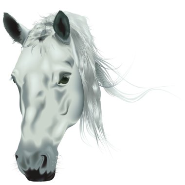 White Horse Head clipart