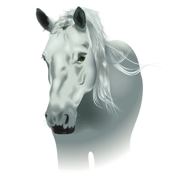 Biały koń — Wektor stockowy