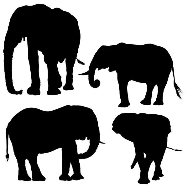 Kolekce slon — Stockový vektor