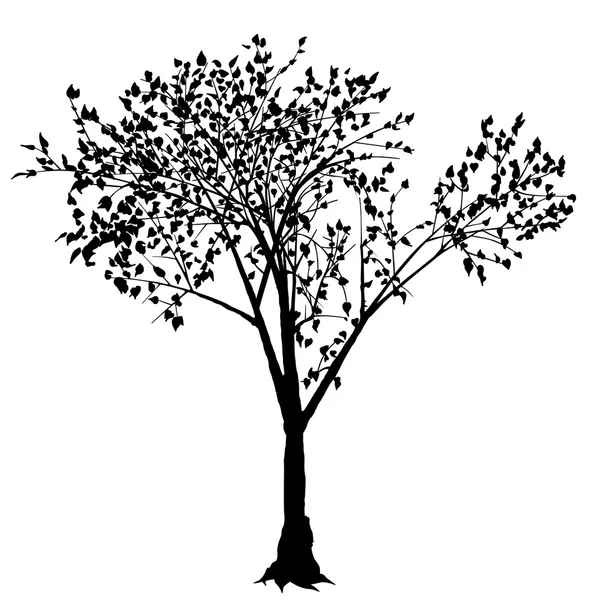 Árvore caduca — Vetor de Stock